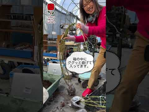 いつバラの茂みを植えるのですか？これを達成するにはどうすればよいでしょうか?裸根の植物はどうすればいいですか？  庭園