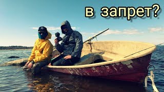 Когда ловить плотву весной на финском заливе