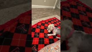 Video preview image #1 Maltese-Unknown Mix Puppy For Sale in Grafton, WI, USA