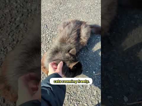 This Cat Island In Japan Might Be Gone Soon 😿