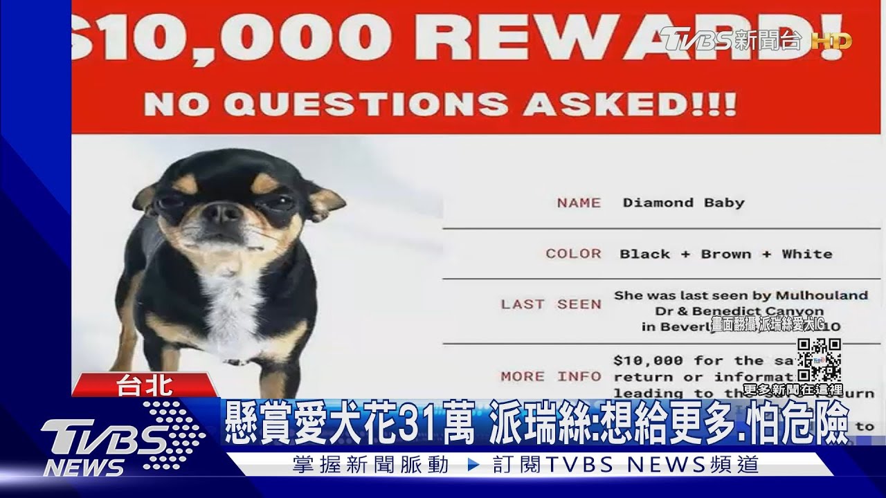 有錢就是任性！ 「希爾頓千金」派瑞絲懸賞31萬找愛犬　求助7溝通師