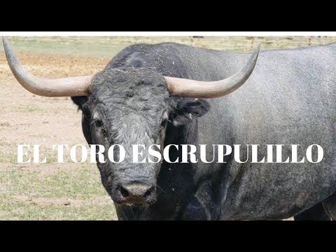EL TORO ESCRUPULILLO para los san juanes de Coria (Toro del Ayuntamiento)