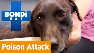 How To Save Your Pet From Poison Attacks | Pet Health