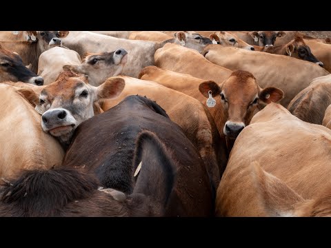 What to Know About the Screwworm Threat to US Livestock