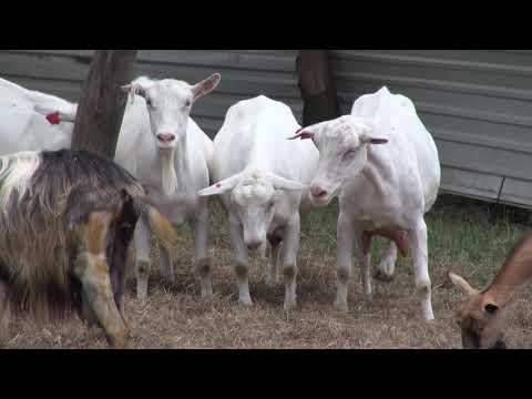 Zlatno klasje #175: "Uzgoj muznih koza je znatno isplativiji od muznih krava"