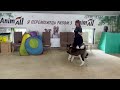 Хендлинг Акита мальчик: Развитие движения и позирования