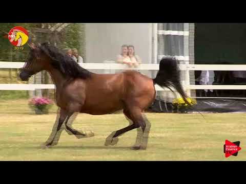 N.63 ESHAFAN - ELRAN CUP 2019 - Liberty (Class 15)