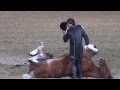 Funniest Horse Act Ever Tommie Turvey And Pokerjoe Night Of The Horse 2015 DMNHS
