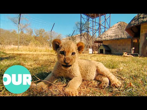 Meeting 5 Week Old Cubs Taking Their First Outside Walk | Lion Country Ep9 | Our World