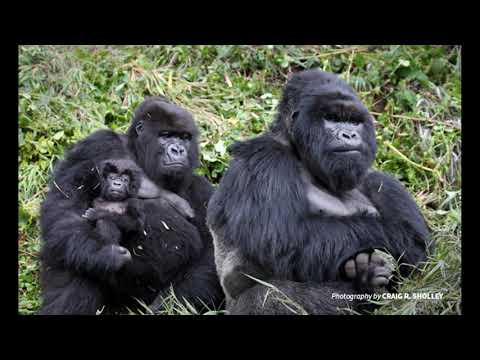 ISE I  Gorillas. Listening TRINITY B1. Title: Gorillas, task type 2.