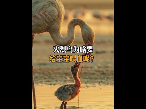 火烈鳥為啥要啄破腦袋餵寶寶呢？#科普 #火烈鳥
