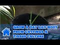 Plant Care: Lilies : How to Grow a Day Lily Root ...