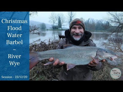 Christmas Floodwater Barbel On The Wye - 23/12/20 (Video 205)