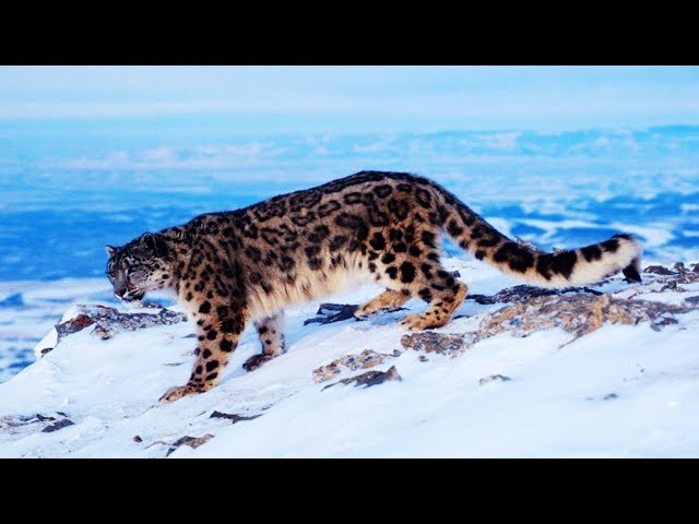 Видео Произношение Saola в Английский