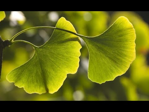 Gingko Biloba Trees in the Garden - Why the Less Desired Female Tree is a Good Investment
