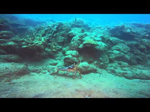 Saba 2015 08 31 Highlights