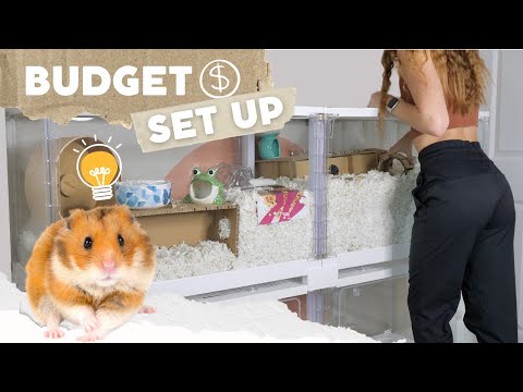 How to Set up a Hamster Cage on a BUDGET 💸