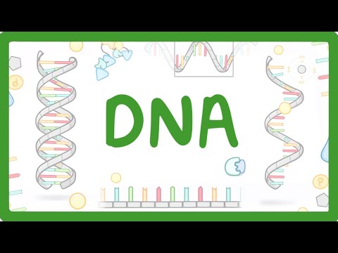 GCSE Biology - What is DNA? (Structure and Function of DNA)