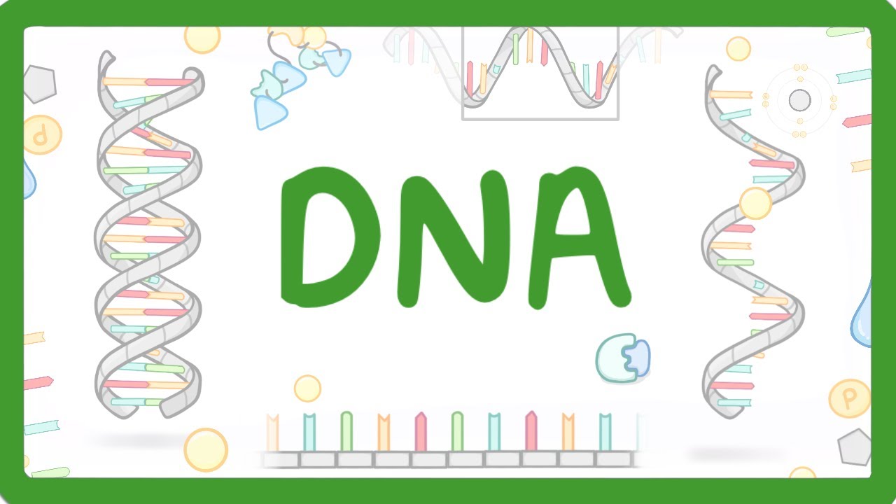 GCSE Biology - What is DNA (Structure and Function of DNA) #65