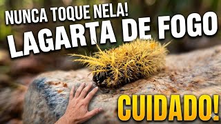 Lagarta de fogo - Não encoste nessa espécie