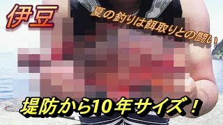 ＃16【伊豆】堤防から赤い魚GET！このサイズはなかなか釣れない！？