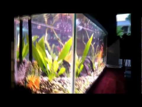 Betta Community Tank 55 gallon