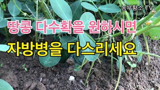 땅콩 다수확의 마지막 관리 / 자방병을 다스리자