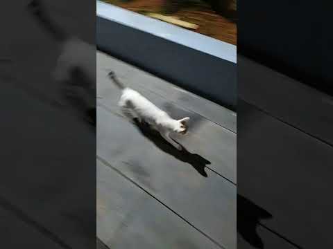 Run for your heart... I am Running for my heart... Crazy Cat Videos @CaptBinoyVarakil