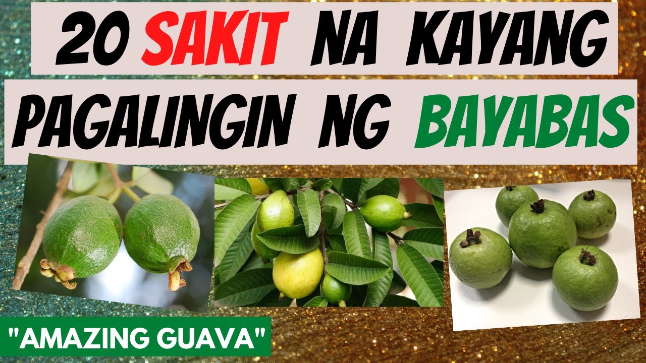 Putar video BAYABAS - mga SAKIT na kayang pagalingin at BENEPISYO sa KATAWAN| GAMOT, LUNAS | Dahon ng Guava sekarang BAYABAS - mga SAKIT na kayang pagalingin at BENEPISYO sa KATAWAN| GAMOT, LUNAS | Dahon ng Guava