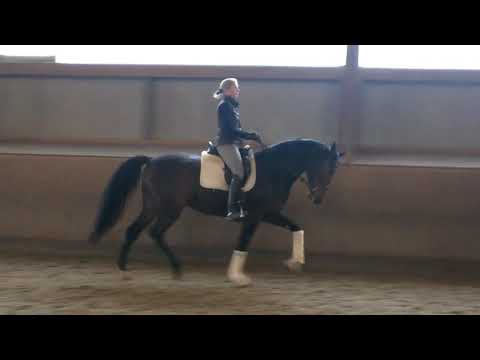 Canoso Stute 5 jährig ❤