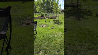 Video preview image #1 Huskies -Unknown Mix Puppy For Sale in Fargo, ND, USA