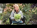 How To Overwinter And Propagate Sedum Mexicanum Make More Plants For Next Year