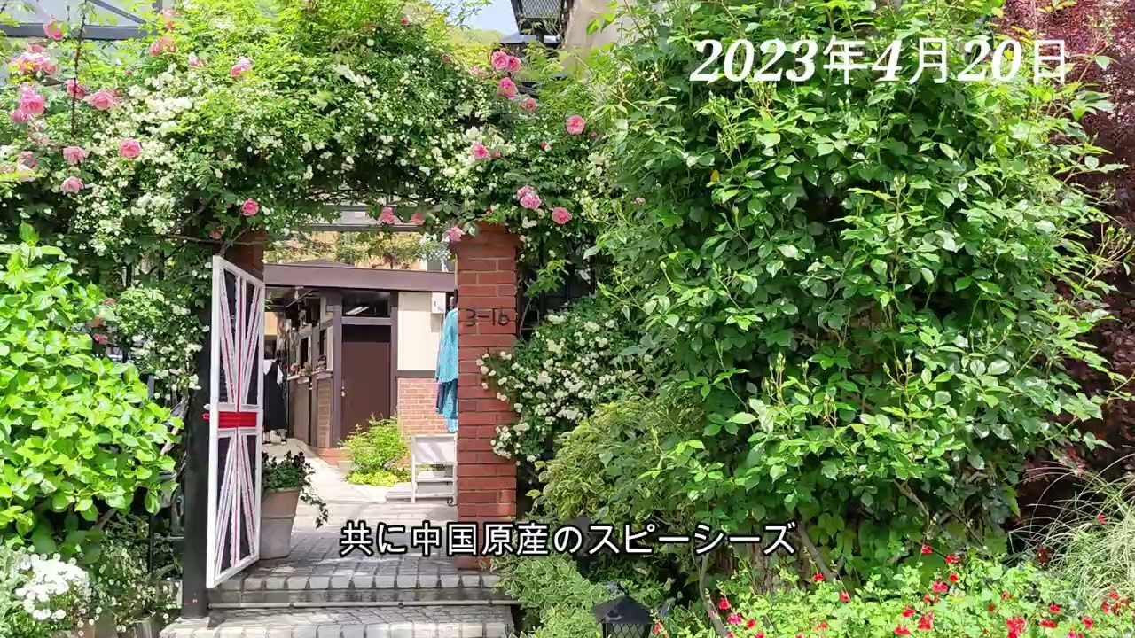 神戸異人館街「英国館」の早咲きつるバラ【リージャンロードクライマーと白モッコウ】