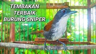 Download lagu Tembakan terbaik burung sniper gacor untuk masteran burung murai dan burung juara mp3