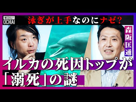 イルカとその仲間たち: 私たちのような社会的な大脳