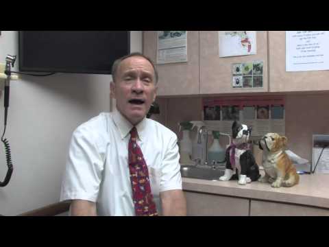 How to Treat Seizures in Dogs Naturally