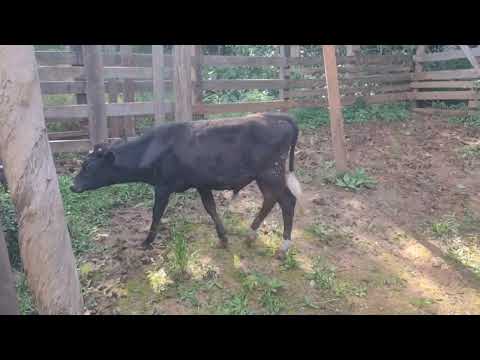 Descarregamento de touro gato preto @elisamabezerra2548