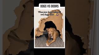 Download lagu FUNNY DOGS #shorts #dog #funny mp3