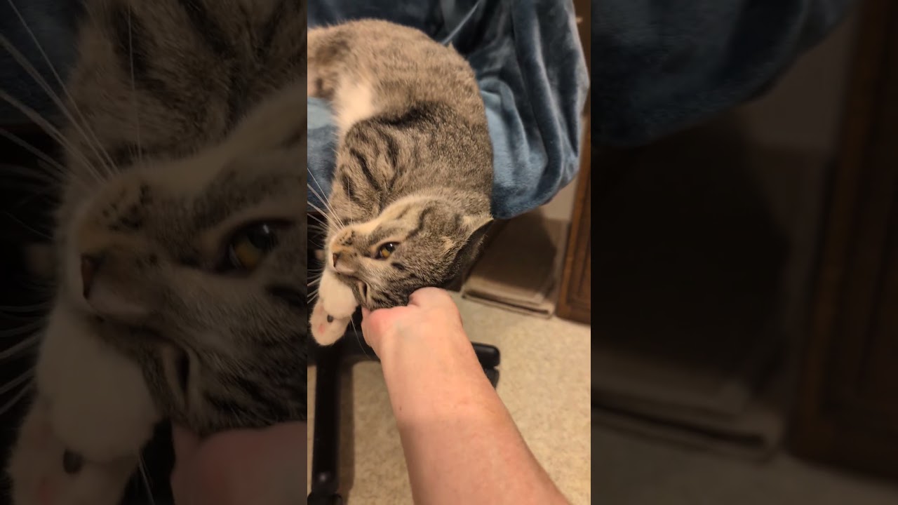 Enlarge Ivory Ella, a Adoptable Domestic Short Hair in Fairview Heights, IL video 2/6