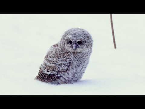 Совята-слётки. Птенцы под охраной. Дневник 29 февраля 2024 г.
