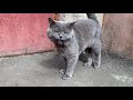 Big Cute Gray Cat Boy Meows Loudly On The Street Because He Wants To Get Home