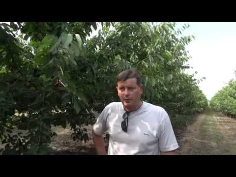 Terra Sorb Complex jak pomóc czereśnią w trudnym sezonie