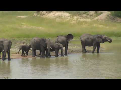 Djuma: Elephant herd - 13:37 - 02/08/19