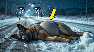 Millonario Abandona a una Pastor Alemán Embarazada en el Frío, Pero el Final te Dejará Sin Palabras