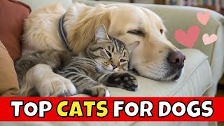 Top 10 Cat Breeds That Love Dogs! (Can You Guess #1)
