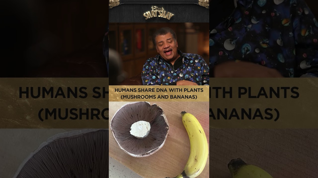 Humans Share DNA With Plants (Mushrooms And Bananas) I CLUB SHAY SHAY