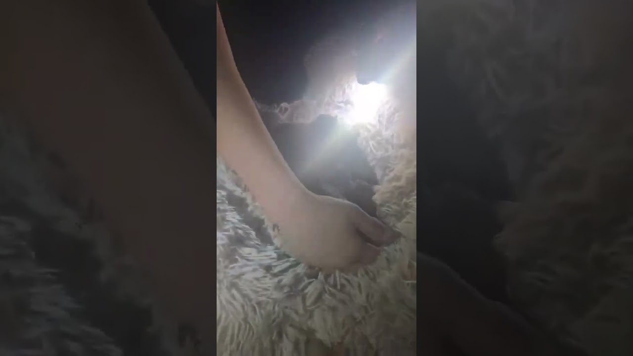 Mom, Dad, and Puppies video