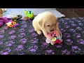 Are you looking for English golden retriever for sale? Get in touch with GoldWynns!