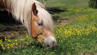 VASSOURAS E ESPADAS. Texto  (divertido)
