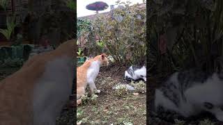 Download lagu Kucing betina baru gede dikepung tiga jantan. #kucingbetina #kucingkawin mp3